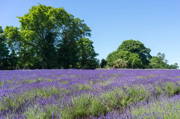 People enjoying a Lavender field in Banstead Surrey on June 30, — Stock Photo, Image