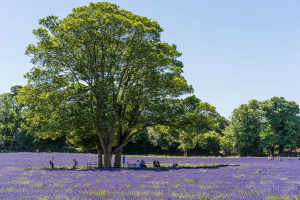 People enjoying a Lavender field in Banstead Surrey on June 30, — Stock Photo, Image