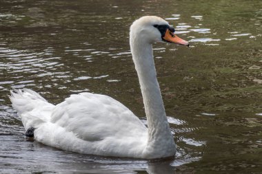 Kennet ve Avon kanalı Aldermaston Berkshire yakınındaki Kuğu 