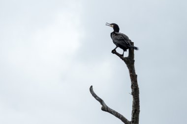 Büyük Karabatak (Phalacrocorax karbo)