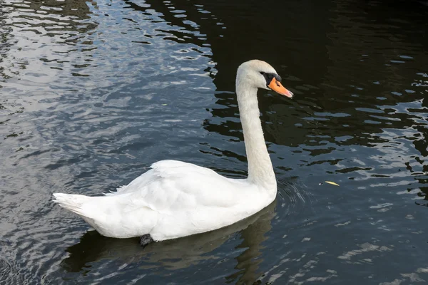 Kennet ve Avon kanalı Aldermaston Berkshire yakınındaki Kuğu — Stok fotoğraf