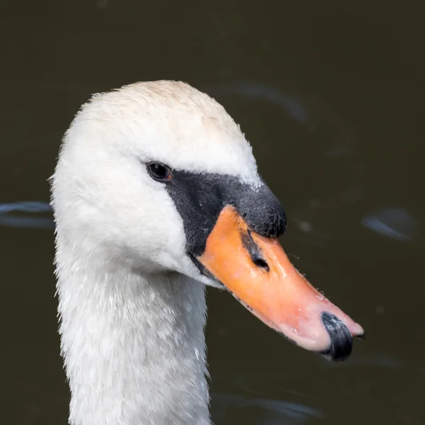 Swan on the Kennet and Avon Canal near Aldermaston Berkshire — Stock Photo, Image