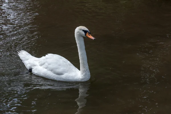 Swan on the Kennet and Avon Canal near Aldermaston Berkshire — Stock Photo, Image