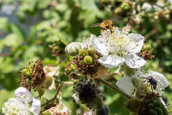 Hoverfly (Eupees corolae) บน ดอกไม้แบล็คเบอร์รี่ — ภาพถ่ายสต็อก