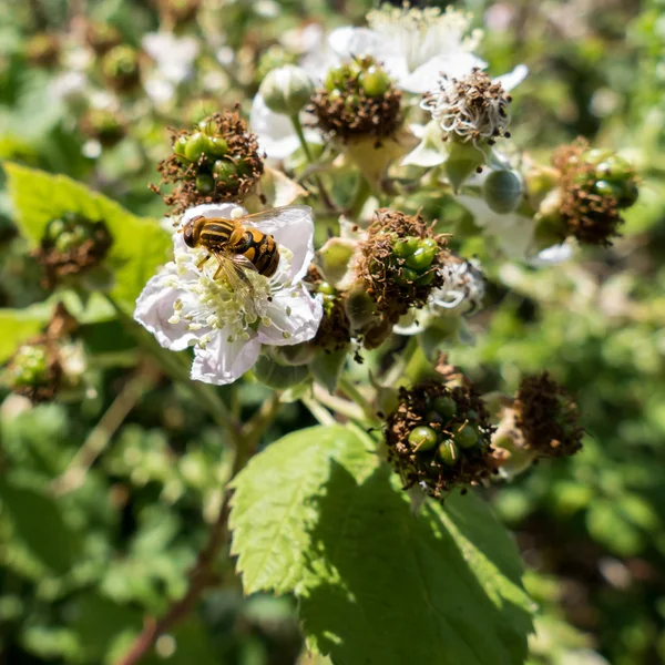 Blomflugor (Eupeodes corolae) på Blackberry blomma — Stockfoto