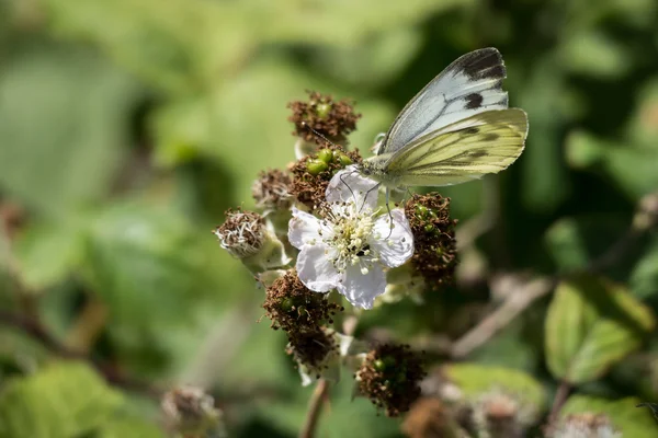 Grande blanco (Pieris brassicae) mariposa hembra alimentación en un Bla — Foto de Stock