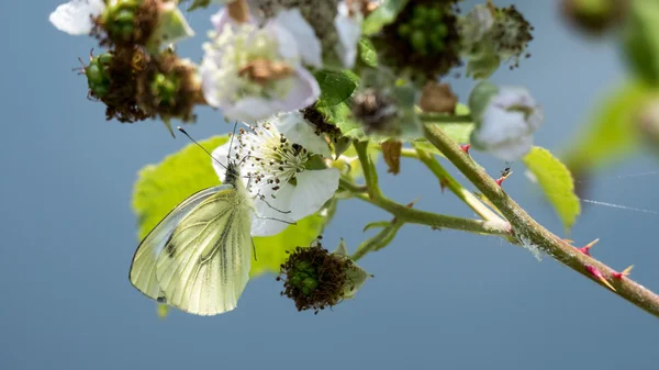 Grande blanco (Pieris brassicae) mariposa hembra alimentación en un Bla — Foto de Stock