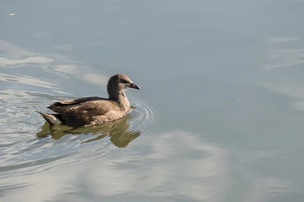 Wspólnych nieletnich Kokoszka (Gallinula chloropus) — Zdjęcie stockowe