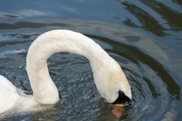 Swan on the Kennet and Avon Canal near Aldermaston Berkshire — Stock Photo, Image