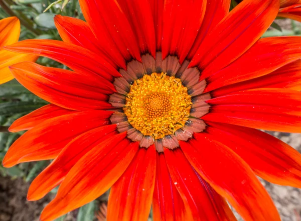 Orange Gazania — Stock Photo, Image