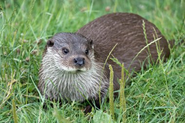 Euraziatische otter (lutra lutra)
