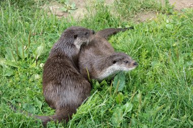 Euraziatische otter (lutra lutra)
