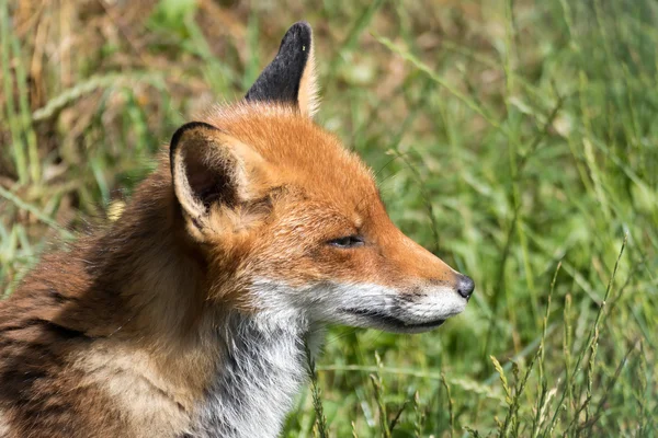 Gros plan sur un renard roux (Vulpes vulpes ) — Photo