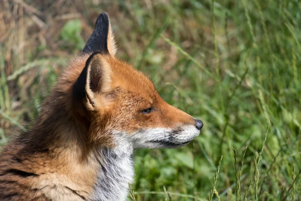 Gros plan sur un renard roux (Vulpes vulpes ) — Photo