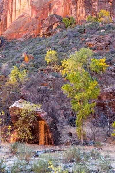 Bomen en Boulders in Nationaal Park Zion — Stockfoto
