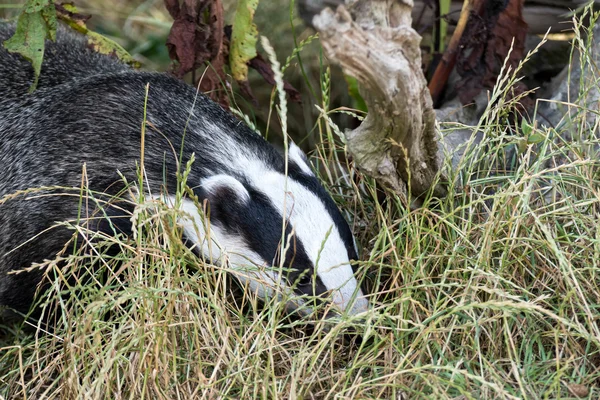 Close-up shot of an European Badger (meles meles) — Stock Photo, Image