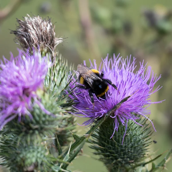 Pszczoła na oset — Zdjęcie stockowe