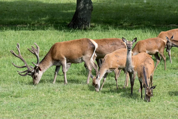 Rotwildherde (Cervus elaphus)) — Stockfoto