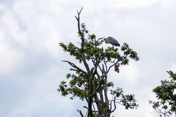 Garza gris (Ardea cinerea) posada sobre un árbol — Foto de Stock