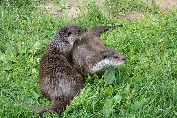 Nutria eurasiática (Lutra lutra ) —  Fotos de Stock