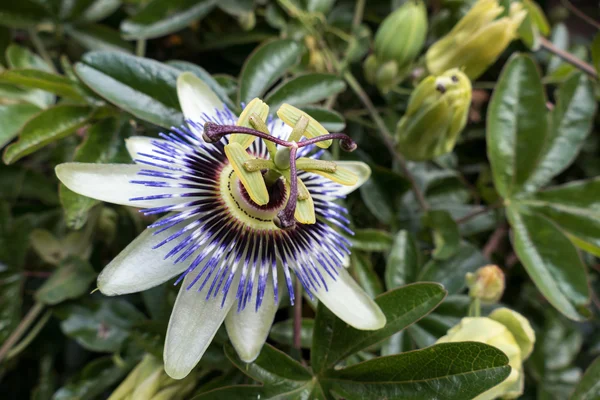 Квітка пристрасті (Passifloraceae ) — стокове фото