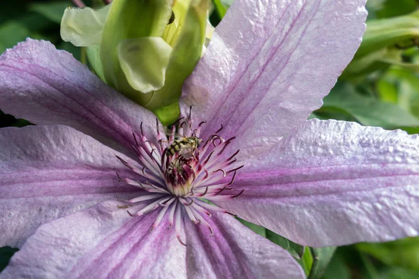 Hoverfly em uma flor de Clematis rosa — Fotografia de Stock