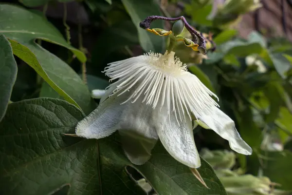 Квітка пристрасті (Passifloraceae ) — стокове фото