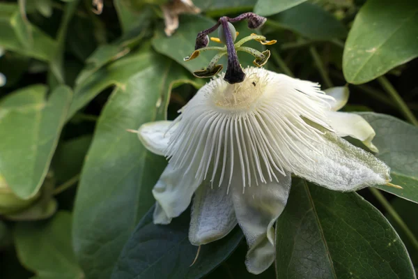 Flor de Paixão (Passifloraceae ) — Fotografia de Stock