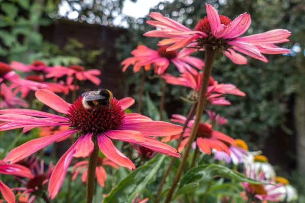 Kırmızı bir Echinacea çiçek arıya — Stok fotoğraf