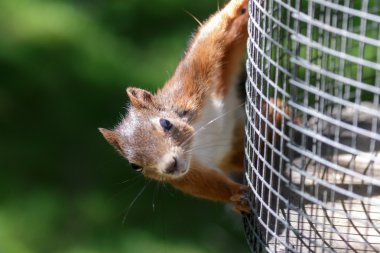 Avrasya kızıl sincabı (Sciurus vulgaris)