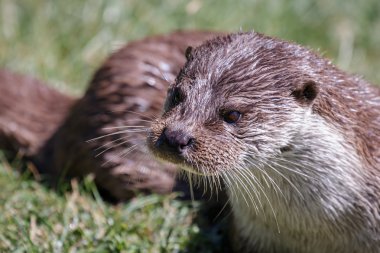 Euraziatische otter (lutra lutra)