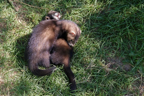 Młodzieńcze Europejski film Polecats (mustela putorius) gra — Zdjęcie stockowe