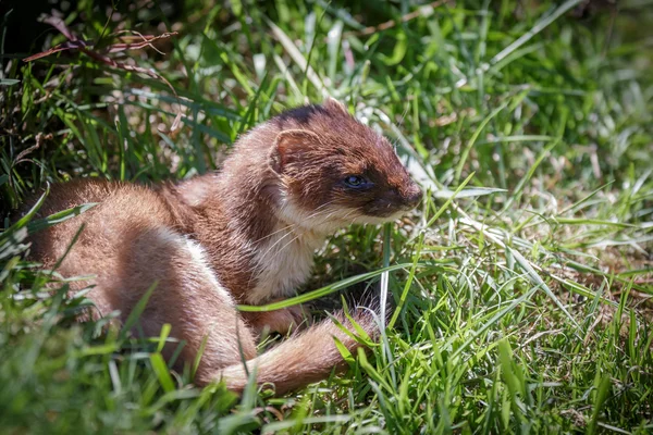 Stoat (Mustela erminea) — Stock Photo, Image