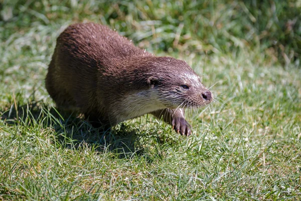 Loutre eurasienne (Lutra lutra ) — Photo