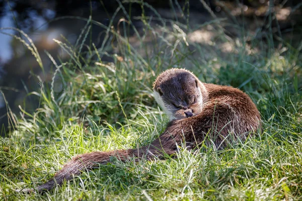 Eurasian Otter (Lutra lutra) — Stock Photo, Image