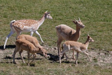 Fallow geyiği (Dama dama)