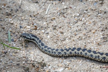 Ortak Avrupa adder (vipera berus)