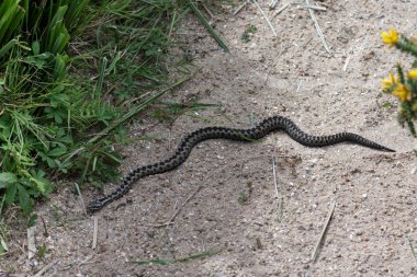 Ortak Avrupa adder (vipera berus)
