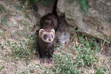 Avrupa sansar (mustela putorius)