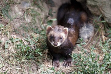 Avrupa sansar (mustela putorius)