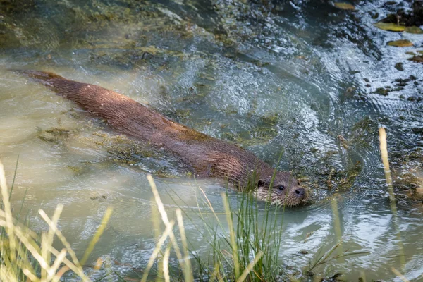 Lontra-asiática (Lutra lutra ) — Fotografia de Stock