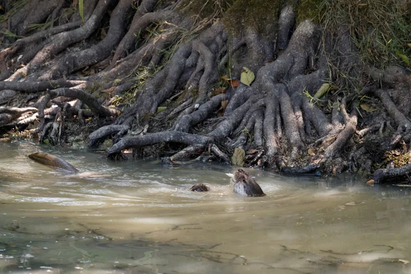 Euraziatische otter (lutra lutra) — стокове фото