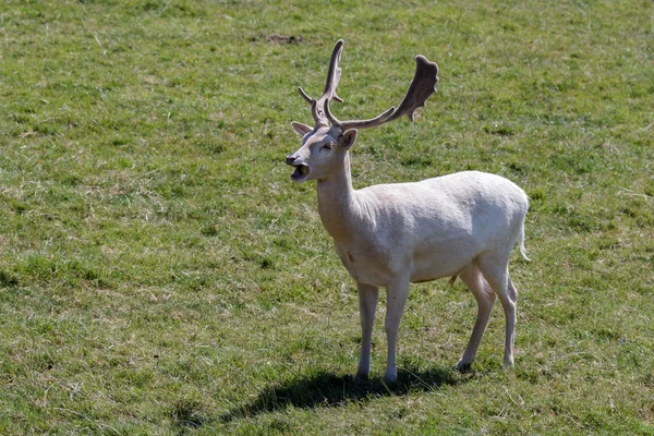 Fallow Deer (Dama dama) — Stock Photo, Image