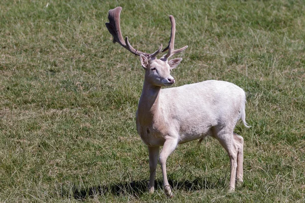 Cervo (Dama dama) — Foto Stock