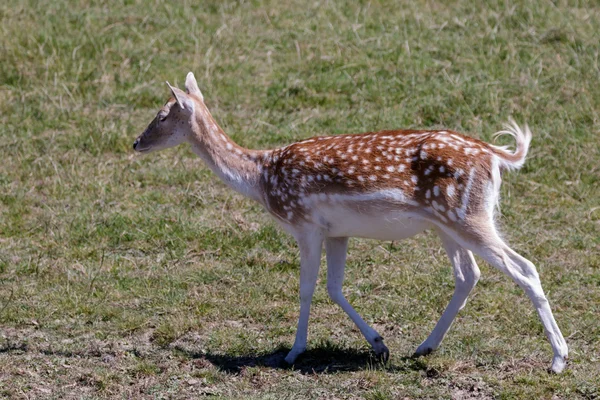 Fallow Deer (Dama dama) — Stock Photo, Image