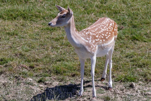 Fallow Deer (Dama dama) — Stock Photo, Image