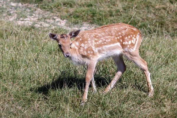 Fallow Deer (Dama dama) — Stock Photo, Image