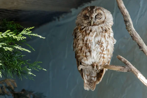 Puštík obecný (Strix aluco) — Stock fotografie