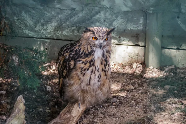 Gufo reale (Bubo bubo) — Foto Stock