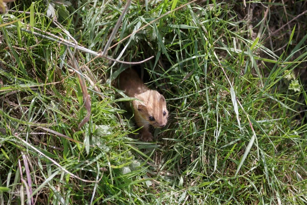 Least Weasel (Mustela nivalis) — Stock Photo, Image